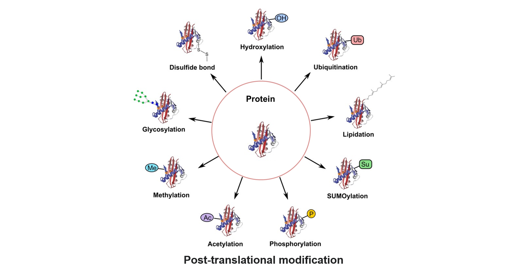 Post-translational modification.png