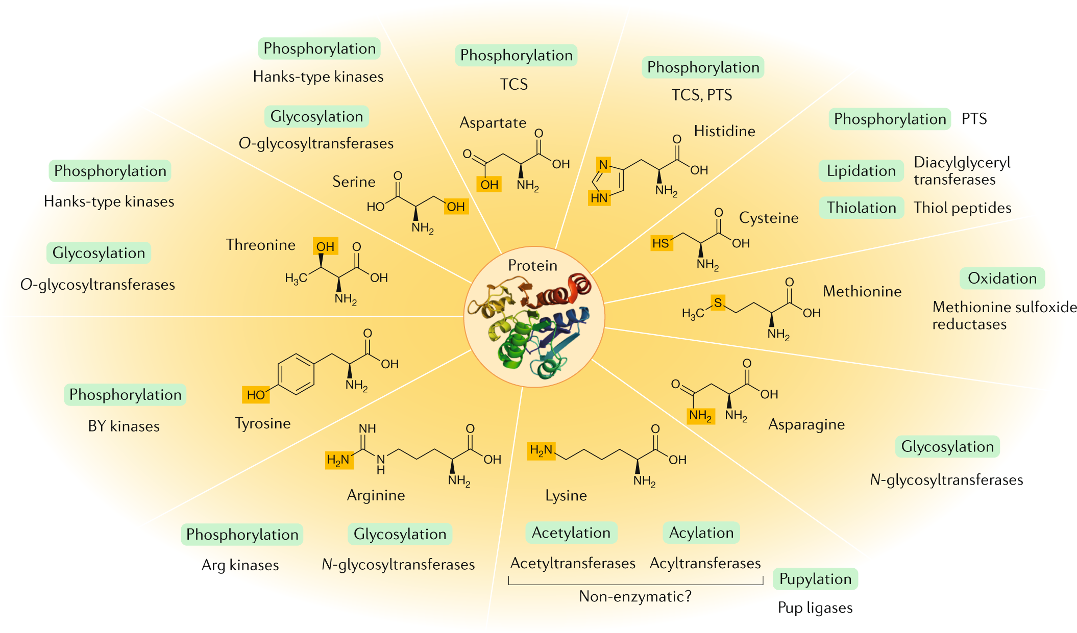 post-translational modification of proteins.png