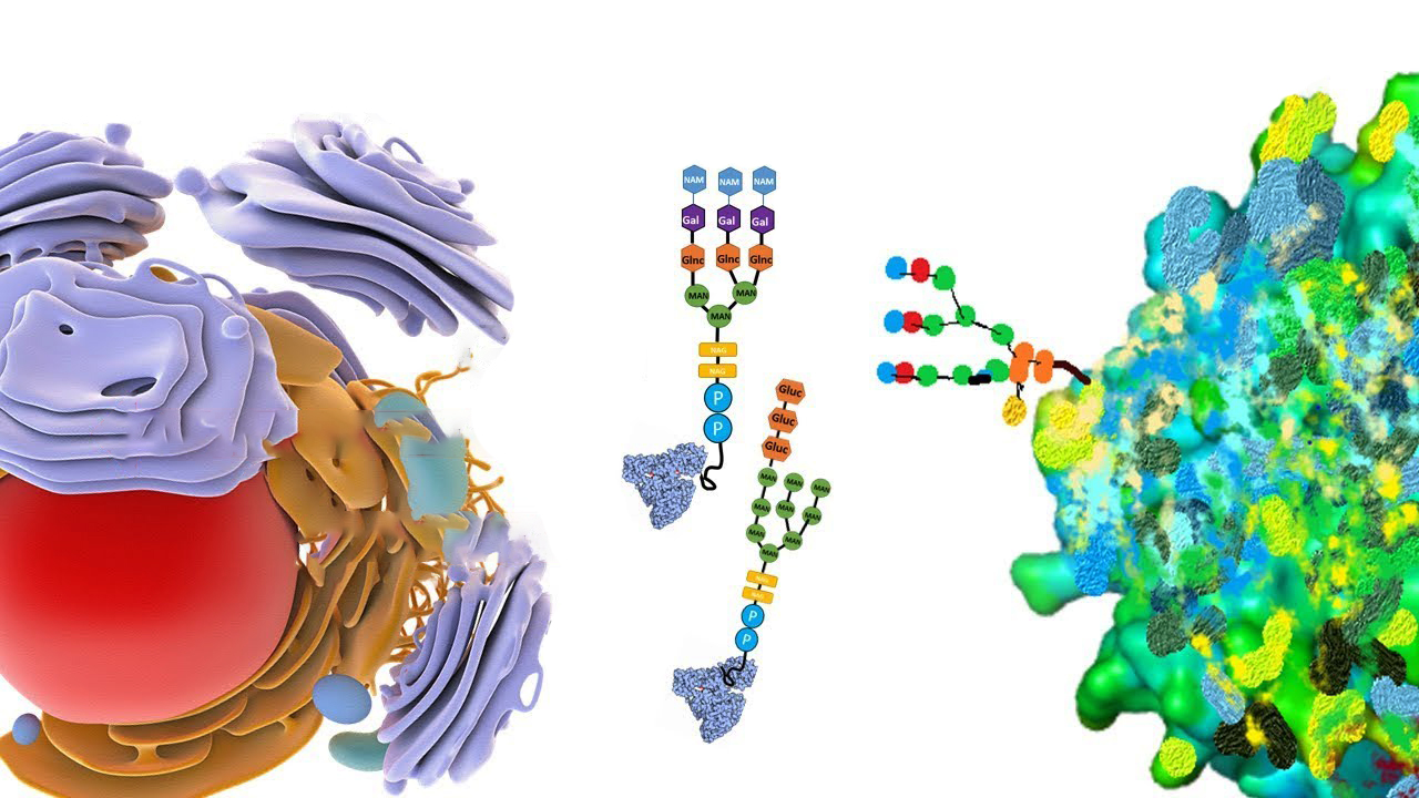 1594801129723095.jpg 糖基化1.jpg