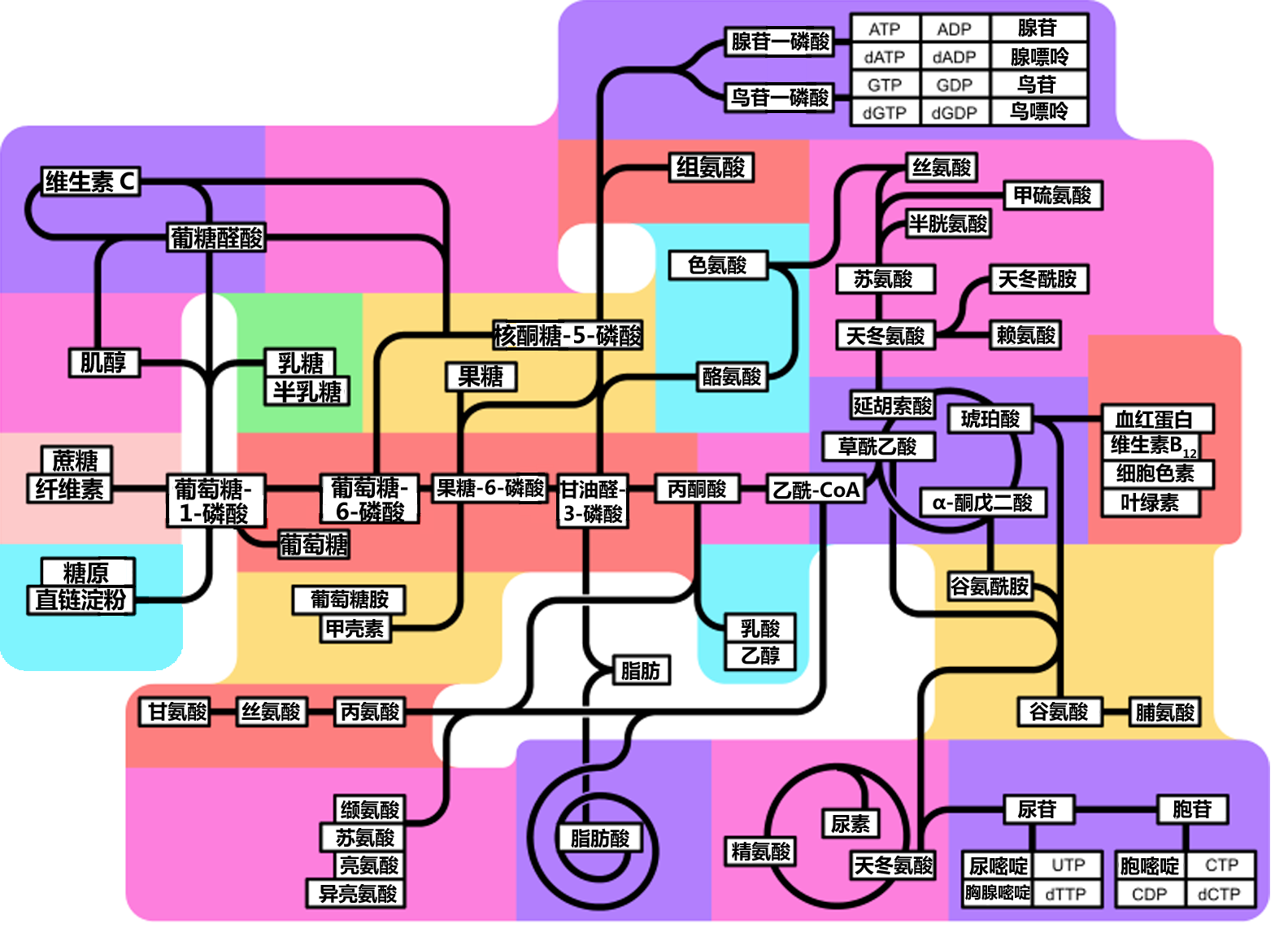 代谢途径.png
