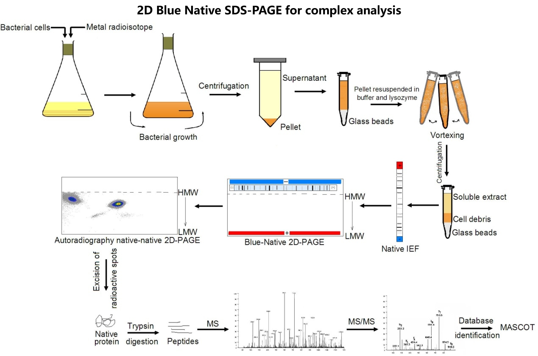 2D Blue Native SDS-PAGE for complex analysis.png