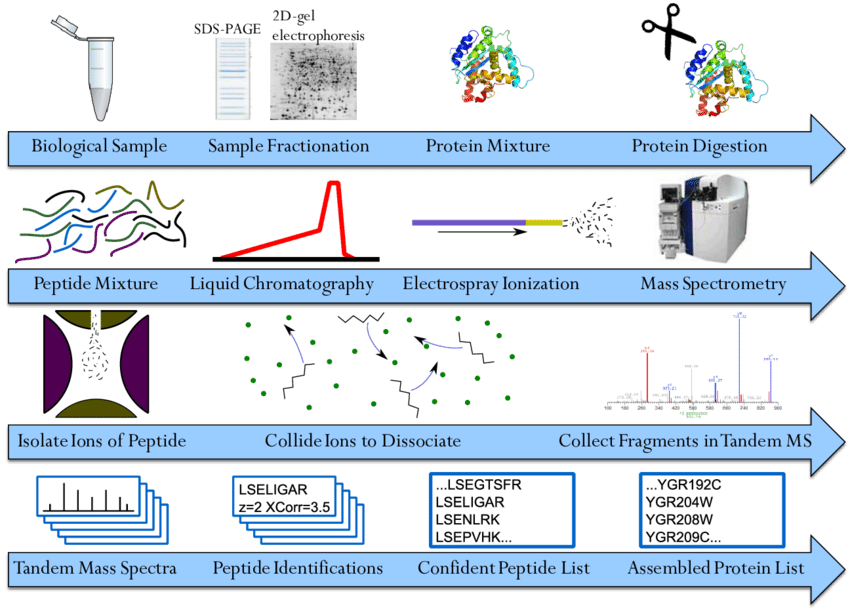 The-workflow-of-shotgun-proteomics.png