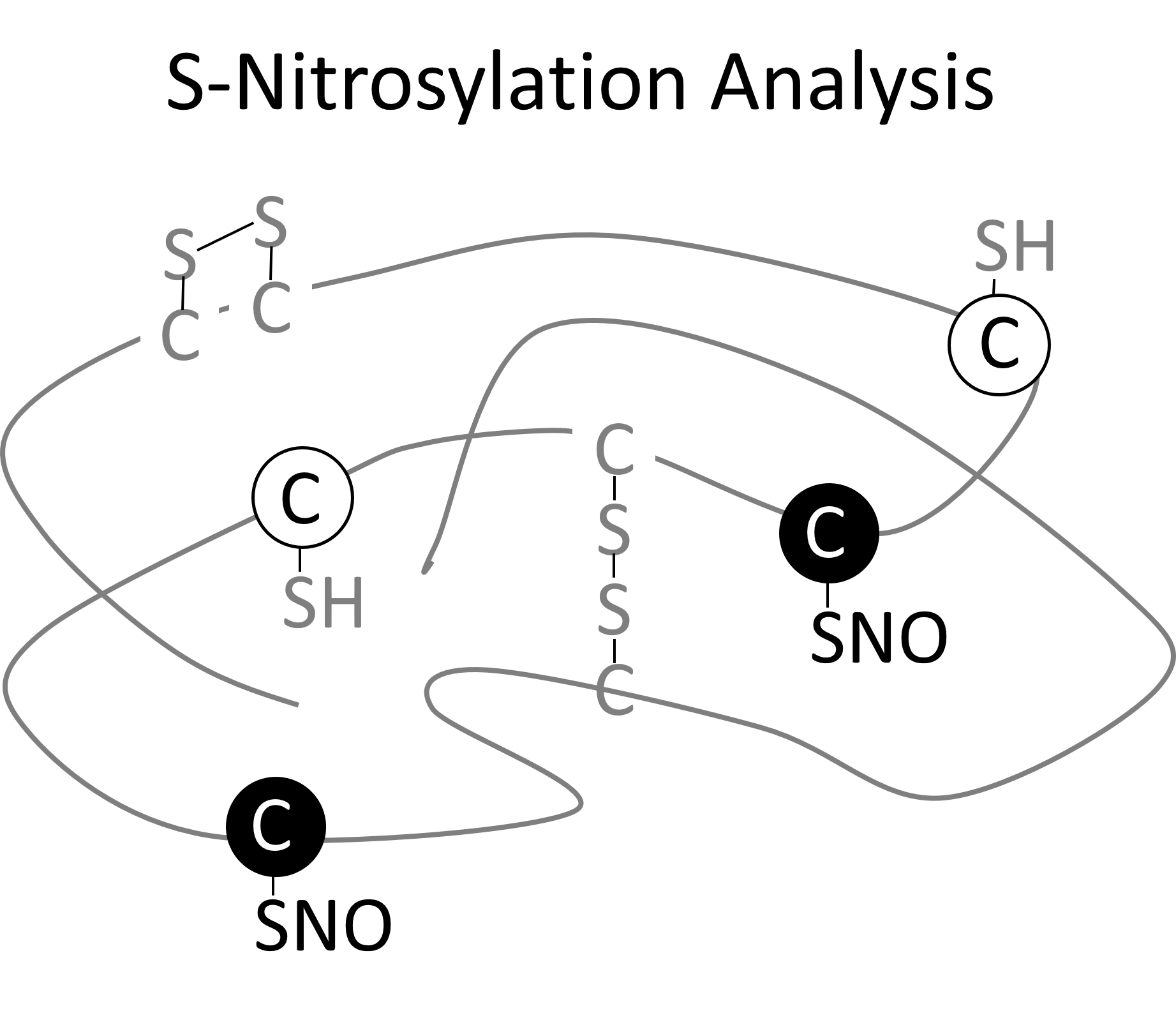 S-亚硝基化分析.png